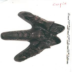 001_Museum-des-sciences-naturelles---Grandes-découvertes-©-Droits-reserves